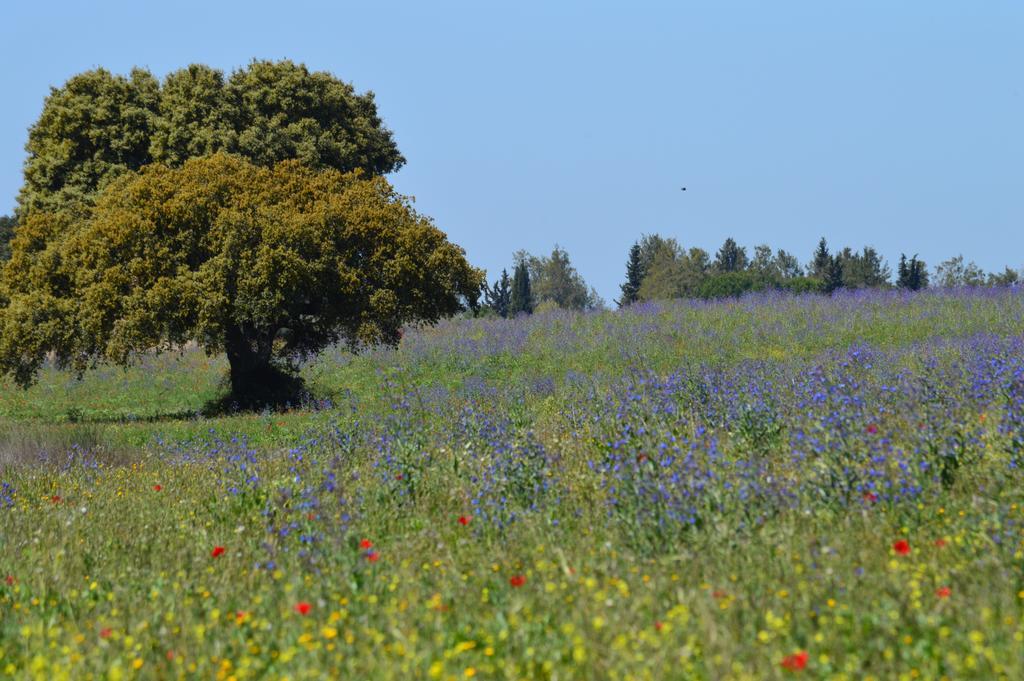 Monte Chalaca - Turismo Rural Ferreira Do Alentejo Dış mekan fotoğraf