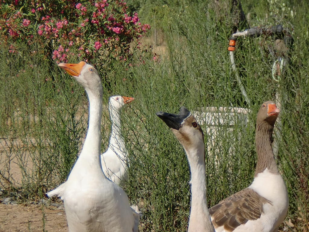 Monte Chalaca - Turismo Rural Ferreira Do Alentejo Dış mekan fotoğraf